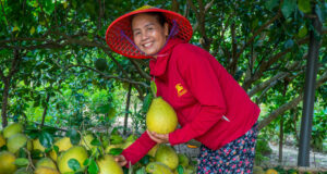 Hành trình chạm di sản – Chạm yên bình giữa Khu đền tháp Mỹ Sơn và làng trái cây Đại Bình
