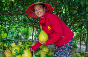 Hành trình chạm di sản – Chạm yên bình giữa Khu đền tháp Mỹ Sơn và làng trái cây Đại Bình